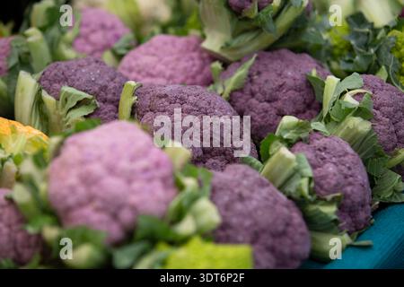 Une vue d'un tas de choux-fleurs violets, exposé sur un marché fermier local. Banque D'Images