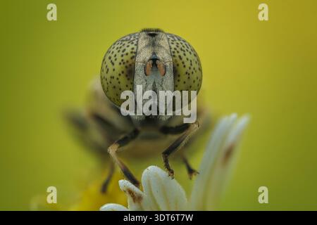 Portrait macro extrême d'un Eristalinus hoverfly avec des yeux composés tachetés reposant sur une fleur blanche dans le centre de Java, Indonésie. Banque D'Images