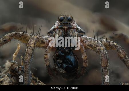Portrait de visage macro extrême d'une araignée loup Pardosa saisissant farouchement sa proie, mettant en évidence les yeux de chasse massifs, Java central-Indonésie. Banque D'Images