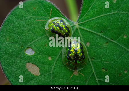 Vue dorsale extrêmement macro détaillée de deux coléoptères tortues de Cassida circumdata affichant des motifs verts métalliques sur une feuille, Java central-Indonésie. Banque D'Images
