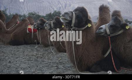 Un groupe de chameaux bactriens (Camelus ferus) reposant sur un sol sablonneux avec des paysages de montagne en arrière-plan, vallée de Nubra, trekking dans le Ladakh, Himalaya Banque D'Images