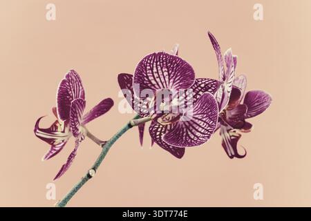 Belle fleur d'orchidée violette Phalaenopsis sur fond rose. Fleur tropicale, branche d'orchidée en gros plan. Fête des mères, Fête des femmes, 8 mars Banque D'Images