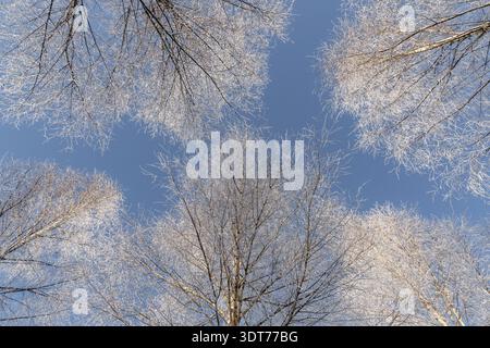 Vue en angle bas depuis le dessous des branches d'arbres couvertes de neige contre le ciel bleu pendant la saison d'hiver Banque D'Images