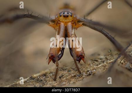Portrait de visage macro extrême d'une araignée tendue argentée (Tetragnatha montana) mettant en évidence des chélicères allongées, Java central, Indonésie. Banque D'Images