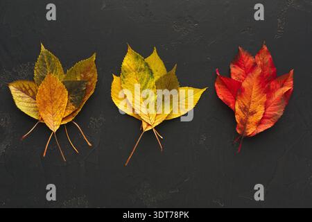 Collage de feuilles d'automne disposées dans un ensemble sur Dark surface Banque D'Images