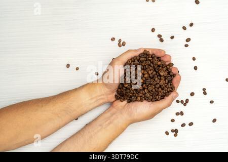 Grains de café dans les mains humaines. Vue de dessus Banque D'Images