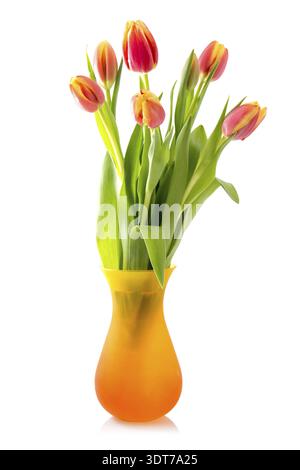 Bouquet de tulipes en fleurs dans vase isolé sur fond blanc Banque D'Images