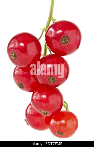 Cassis rouge isolé sur fond blanc Banque D'Images
