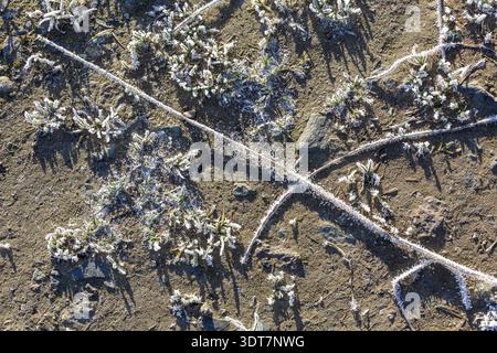 Les cristaux Hoarfrost créent un motif impressionnant sur chaque tige et feuille sur le sol, Saxe, Allemagne Banque D'Images