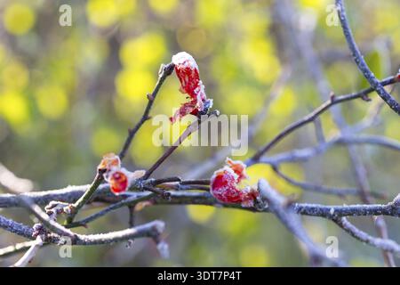Hanches de rose cassées par le gel sur une branche, Hoarfrost, Saxe, Allemagne Banque D'Images