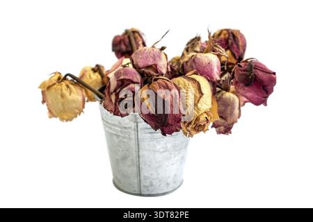 Bouquet de roses mortes flétrillées dans un seau en aluminium isolé sur arrière-plan blanc Banque D'Images