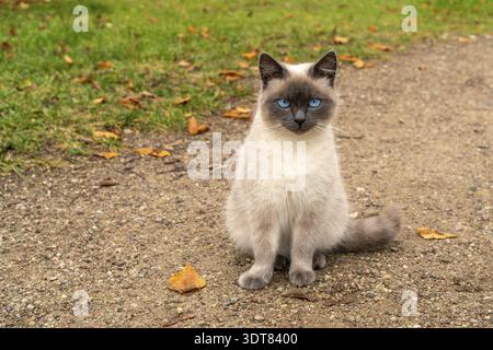Un petit chaton aux yeux bleus assis sur le chemin Banque D'Images