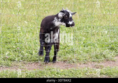 Petit bébé de chèvre sur la ferme Banque D'Images