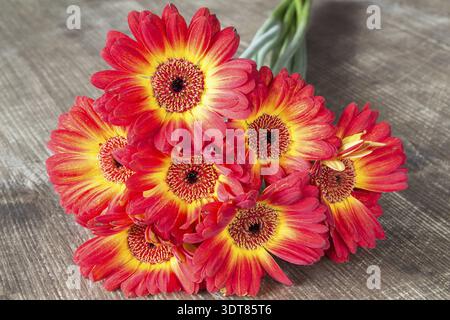 Gerbera coloré sur la table en bois Banque D'Images
