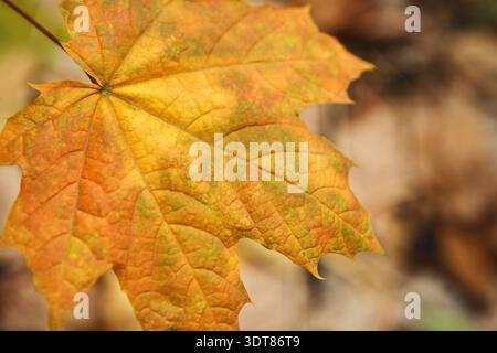 Collage de feuilles d'automne dans des couleurs chaudes pendant la saison d'automne dans un cadre naturel Banque D'Images