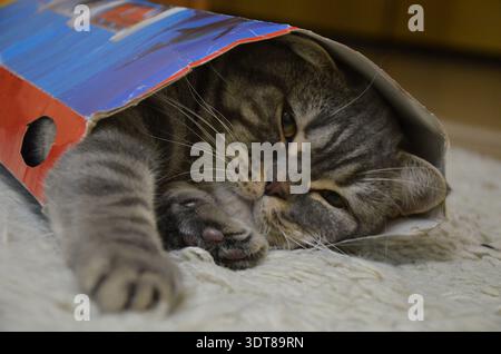 Chat tabby gris drôle couché à l'intérieur d'une boîte en carton coloré sur un plancher en bois à la maison, animal domestique ludique se cachant et regardant la caméra. Banque D'Images