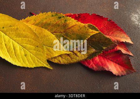 Collection de feuilles colorées disposées en ligne sur un fond simple Banque D'Images