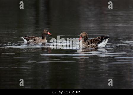 Deux oies gris (anser anser) nageant sur le lac - gros plan Banque D'Images