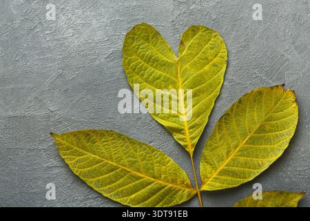 Collection de feuilles disposées en forme de coeur sur un fond gris Banque D'Images