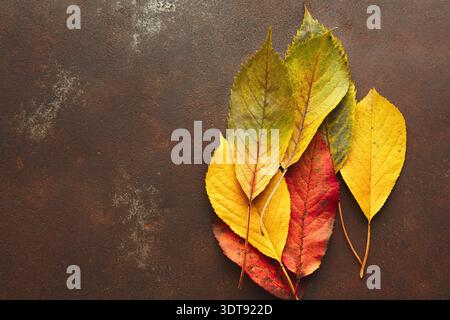Collection de feuilles de différentes couleurs disposées sur un fond rustique Banque D'Images
