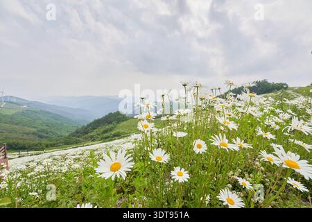 Superbe crête de montagne couverte de marguerites blanches shasta à Yukbaengmajigi, Pyeongchang, Corée du Sud, avec des éoliennes sous un ciel nuageux. Banque D'Images
