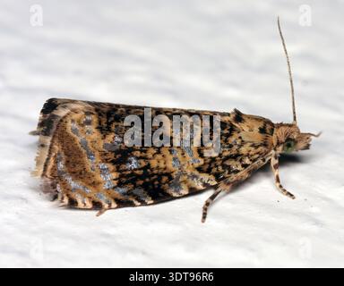Syricoris lacunana, la tortrix de fraise foncée, est une petite espèce de papillons de la famille des Tortricidae, tortrix ou papillons à rouleau. Banque D'Images