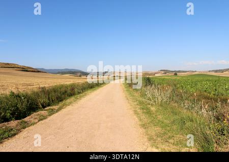 Chemin de terre entouré de champs de blé et de fermes de tournesol sous un ciel bleu clair près d'Azofra la Rioja Espagne juillet 2024 Banque D'Images