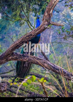 Peacock, l'oiseau national de l'Inde, capturé dans la faune au parc national de Keoladeo, Rajasthan, Inde présentant un plumage vibrant dans l'habitat naturel. Banque D'Images