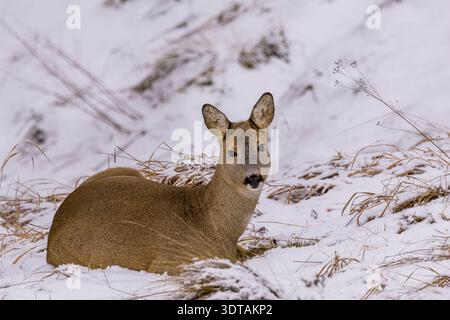 Un chevreuil couché dans la neige et regardant directement la caméra. L'épais manteau d'hiver protège l'animal sauvage du froid tandis que le Landscap enneigé Banque D'Images