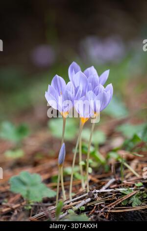 Belle fleur bleue de Crocus pulchellus ou crocus poilu dans la forêt ou les bois, saison de printemps ou d'automne, feuilles rouges au sol, backgroun flou Banque D'Images