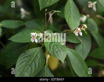 Baume à fleurs, Impatiens campanulata, Balsaminaceae. Inde, Asie. Rare. Impatiens campanulata, communément appelé baume de bellflower. Banque D'Images