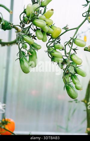 Gros plan d'un groupe de tomates vertes fraîches non mûres accrochées à la vigne dans une serre, mettant en valeur la croissance biologique des plantes et les légumes-fruits naturels Banque D'Images