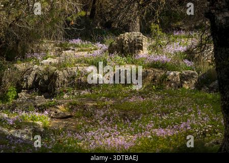 Réserve naturelle de Beit Keshet en Israël. Petites fleurs sauvages violettes fleurissant parmi les plantes vertes dans le pré. Ricotia lunaria. Vue de dessus de nombreuses petites broches Banque D'Images