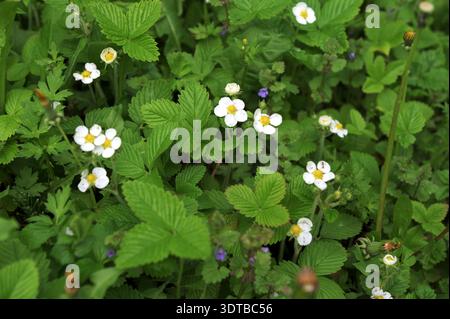 Plan macro de fleurs de fraise sauvage (fragaria vesca) en fleurs. Banque D'Images