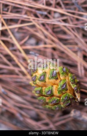 une image d'un jeune cône de pin vert sur le sol de la forêt entouré d'aiguilles de pin brunes Banque D'Images