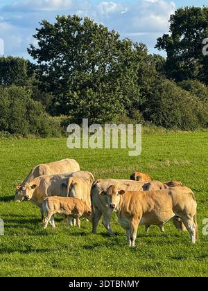 Troupeau de vaches qui paissent dans des pâturages verts Banque D'Images
