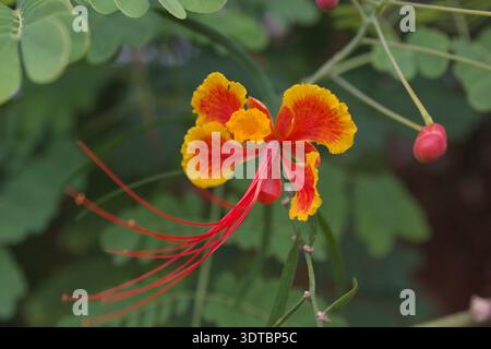 Fleur de paon rouge vif et jaune fleurissant avec de longues étamines, gros plan Banque D'Images
