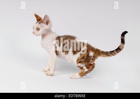 Vue de côté profil d'un Devon Rex Kitten Walking Banque D'Images