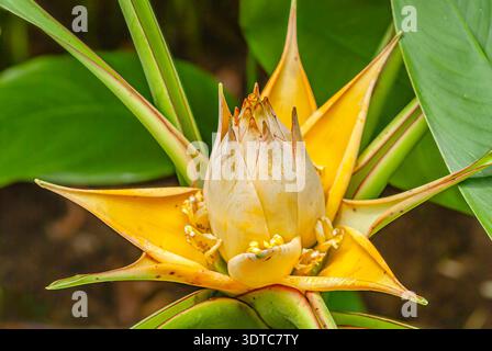 Banane de lotus doré (Musella lasiocarpa) avec bractées jaune vif et bourgeon central dans le jardin tropical en gros plan Banque D'Images