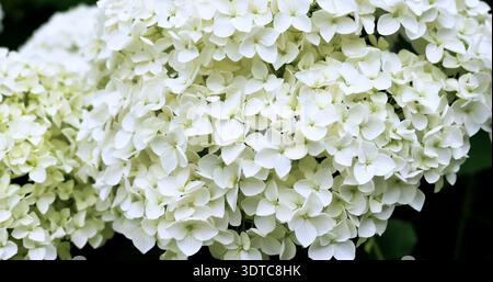 Les fleurs fleurissent dans un jardin au printemps dans un endroit ensoleillé avec de nombreux pétales blancs visibles sur les plantes Banque D'Images