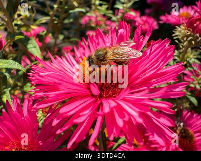 Abeilles pollinisatrices de fleurs d'aster rose vibrantes Banque D'Images