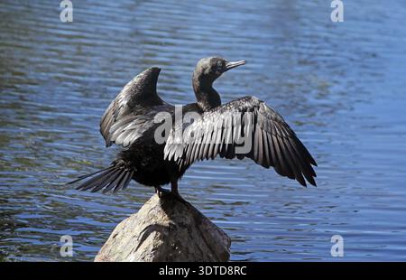 Petit oiseau cormoran noir avec ses ailes étendues perchées sur un rocher à côté de l'eau Banque D'Images
