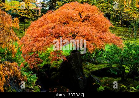 Un grand arbre avec des feuilles orangées est dans un parc. L'arbre est entouré d'herbe et d'autres plantes. L'image a une ambiance paisible et sereine Banque D'Images