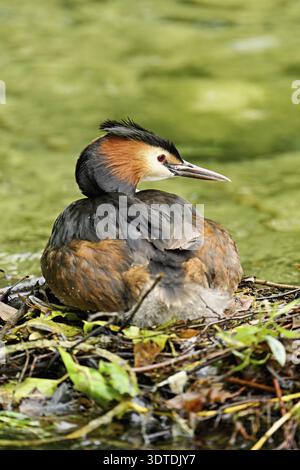 Great Crested Grebe (Podiceps festonné Ribonfish), assis sur le nid, Canton Zoug, Suisse Banque D'Images