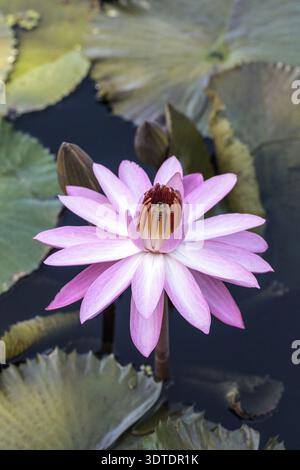 Nymphaea nénuphar rose fleurit dans le Corkscrew Swamp Sanctuary à Naples, Floride Banque D'Images