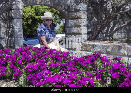 Femme senior portant un chapeau et assis sur un mur à côté de OME belles fleurs violettes Banque D'Images