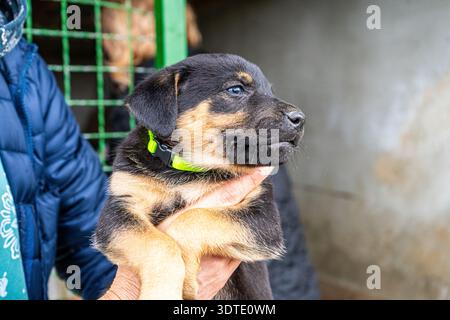 Chiot petit chien dans les mains animal noir animal de compagnie. Chien de garde Banque D'Images