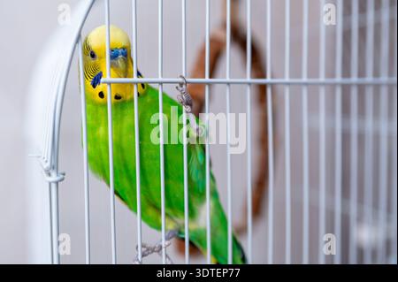 Gros plan d'une jolie perruche de budgie verte et jaune derrière les barres de cage. Concept de soins pour animaux de compagnie, animaux domestiques, garde d'oiseaux, et compagnie avec Smal Banque D'Images