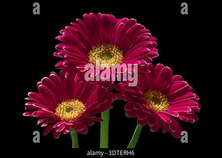 Trois fleurs de gerbera rouge vif ressortent sur un fond noir, Gerbera (Gerbera jamesonii), macro photographie, fleur, Amberg, Neumarkt, Upper Banque D'Images