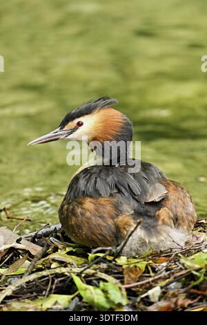 Great Crested Grebe (Podiceps festonné Ribonfish), assis sur le nid, Canton Zoug, Suisse Banque D'Images